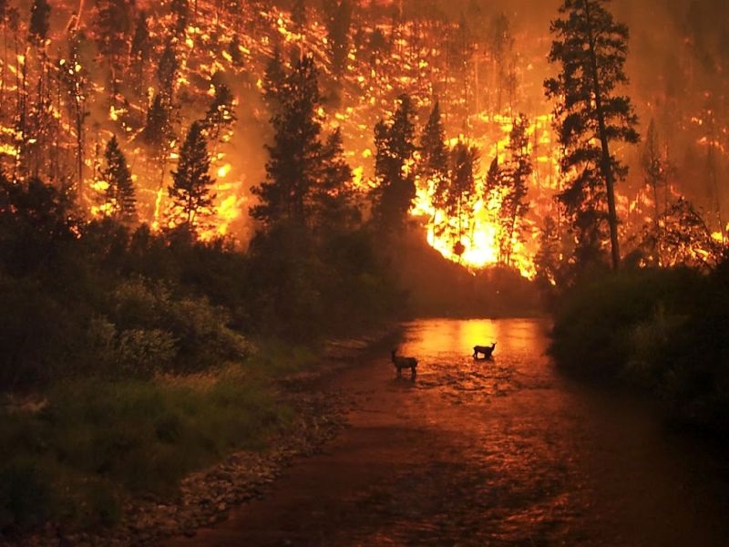 Двојно зголемени шумските пожари во САД поради климатските промени
